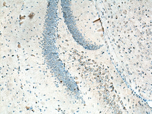 [16290-1-AP-20UL] ARC/ARG3.1 Polyclonal antibody