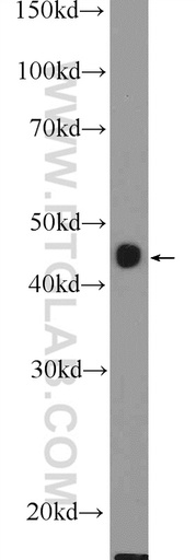 [16351-1-AP-150UL] BHMT2 Polyclonal antibody