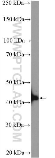 [16354-1-AP-150UL] BLZF1 Polyclonal antibody