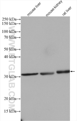 [16438-1-AP-20UL] NIT2 Polyclonal antibody