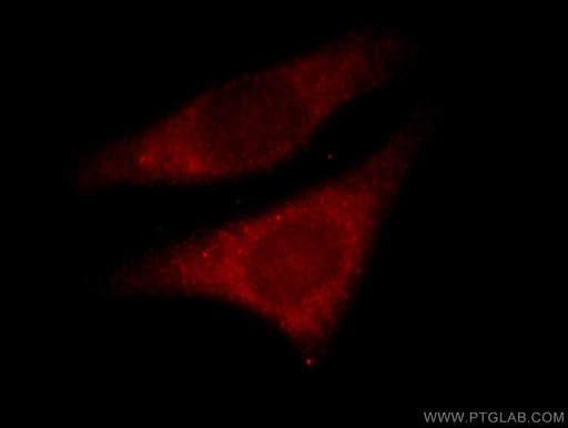[16478-1-AP-20UL] MVP/LRP Polyclonal antibody