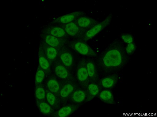 [16481-1-AP-150UL] PHAX Polyclonal antibody
