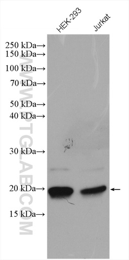[16500-1-AP-20UL] BTF3L4 Polyclonal antibody