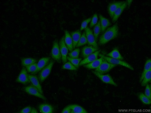 [16504-1-AP-20UL] ARH3 Polyclonal antibody