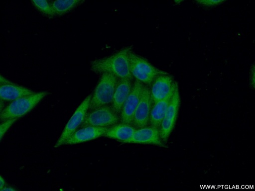 [16519-1-AP-20UL] ARFGAP2 Polyclonal antibody