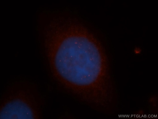 [16524-1-AP-20UL] NGDN Polyclonal antibody