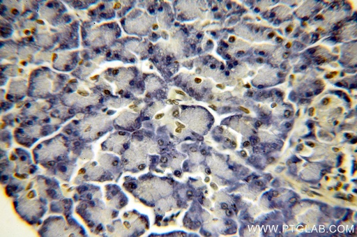 [15857-1-AP-20UL] Histone H2B Polyclonal antibody
