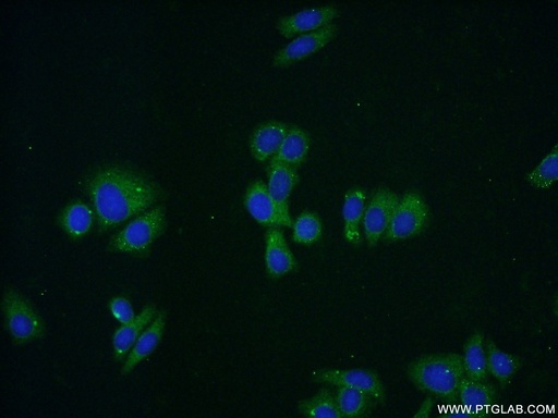 [15909-1-AP-20UL] IDH3A Polyclonal antibody