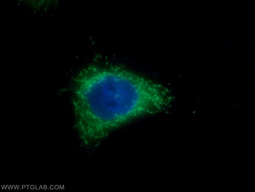 [15963-1-AP-20UL] Elafin/Skalp Polyclonal antibody