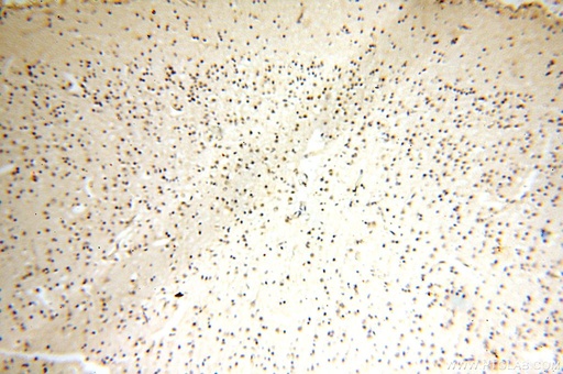 [15974-1-AP-20UL] ERH Polyclonal antibody