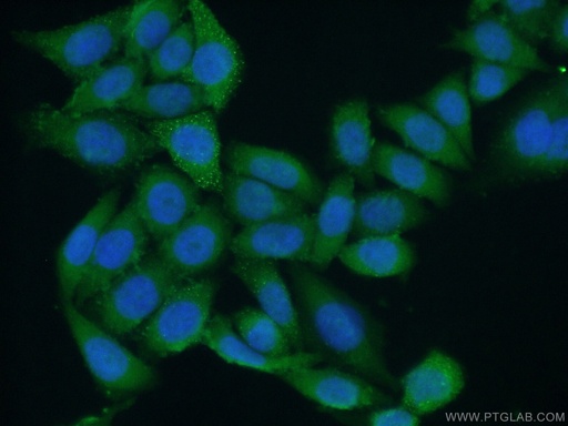 [16060-1-AP-20UL] NMD3 Polyclonal antibody