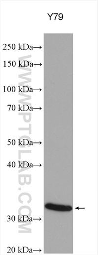 [16067-1-AP-150UL] RDH13 Polyclonal antibody
