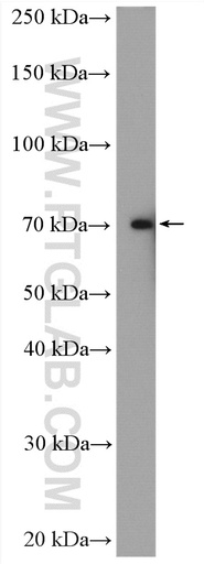 [16070-1-AP-20UL] DMWD Polyclonal antibody