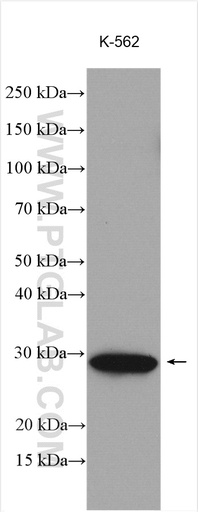 [16076-1-AP-20UL] XRCC6BP1 Polyclonal antibody