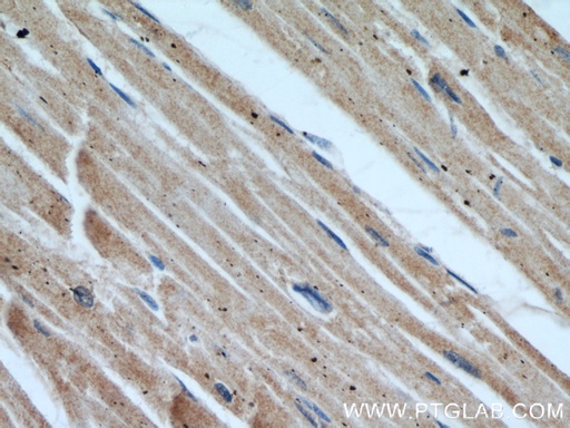 [16111-1-AP-150UL] COPG2 Polyclonal antibody