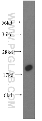 [16120-1-AP-20UL] NAT13 Polyclonal antibody