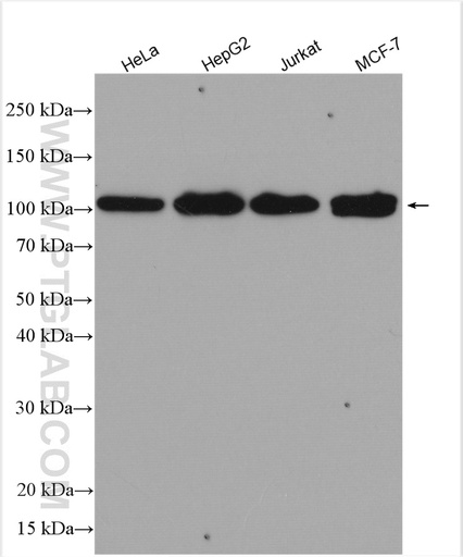 [16130-1-AP-20UL] INTS4 Polyclonal antibody