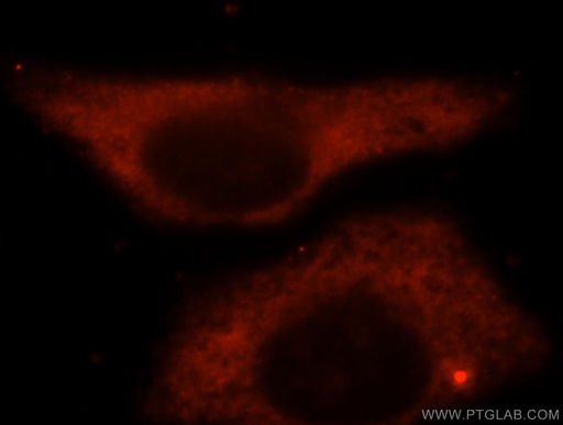 [16148-1-AP-20UL] BAG1L-specific Polyclonal antibody