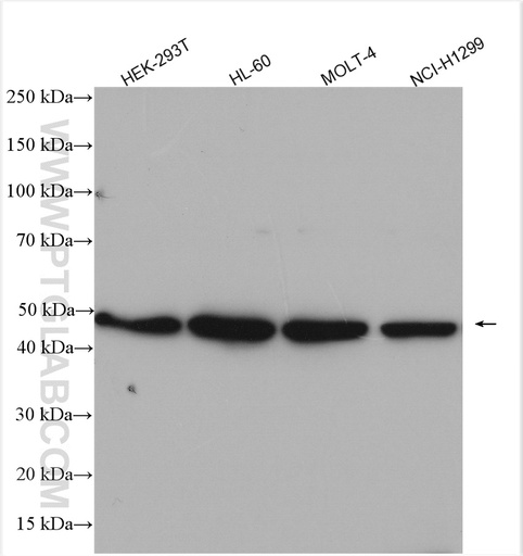 [16164-1-AP-150UL] HDAC3-specific Polyclonal antibody