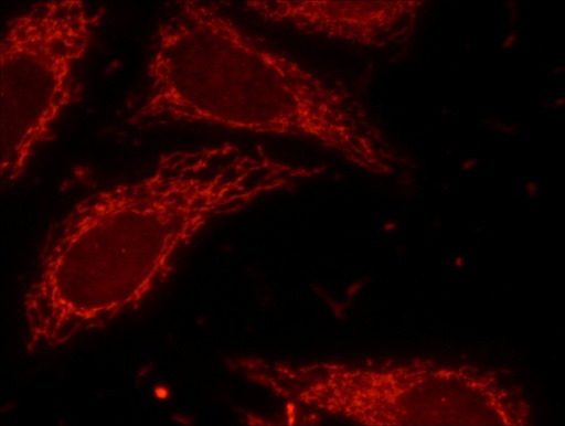 [16178-1-AP-20UL] Lin28B-specific Polyclonal antibody