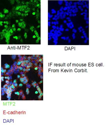 [16208-1-AP-150UL] MTF2 Polyclonal antibody