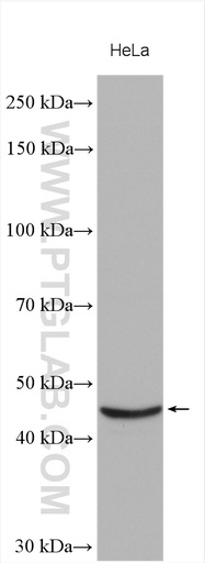 [16223-1-AP-20UL] STK32A Polyclonal antibody