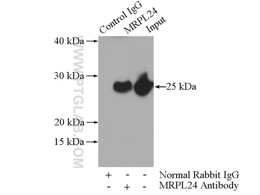 [16224-1-AP-20UL] MRPL24 Polyclonal antibody