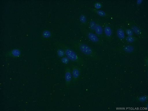 [16243-1-AP-150UL] KRI1 Polyclonal antibody