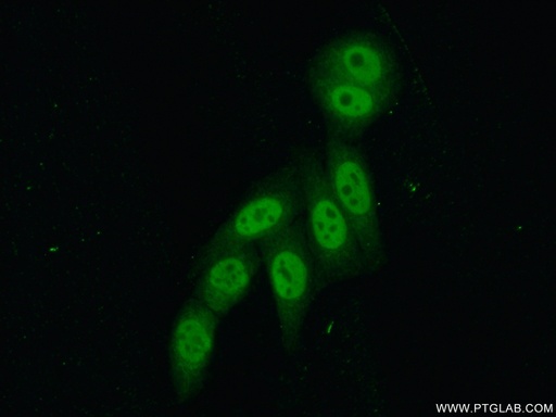 [16247-1-AP-20UL] PSF2 Polyclonal antibody