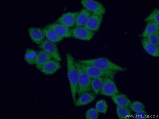 [16276-1-AP-150UL] G3BP2 Polyclonal antibody