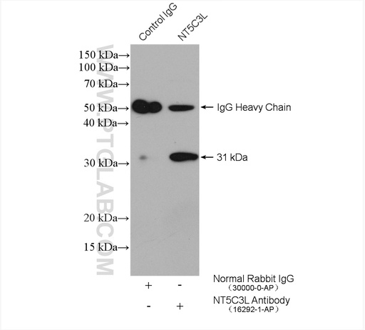 [16292-1-AP-20UL] NT5C3L Polyclonal antibody