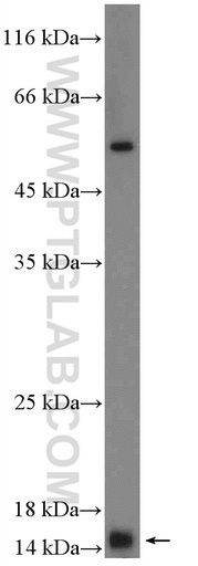 [16301-1-AP-150UL] MRPS14 Polyclonal antibody