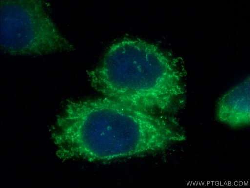[16359-1-AP-20UL] MRPS21 Polyclonal antibody