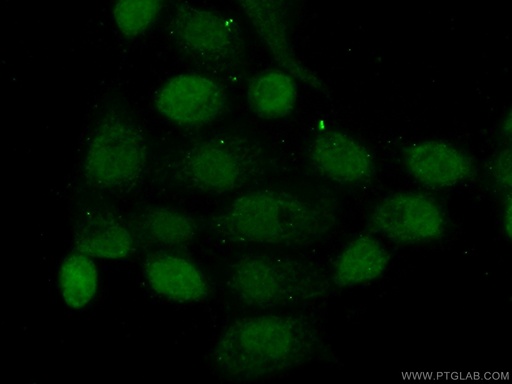 [16361-1-AP-20UL] NOL6 Polyclonal antibody