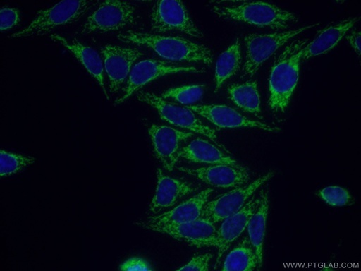 [16368-1-AP-150UL] FZR1 Polyclonal antibody
