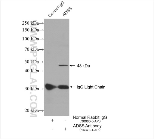 [16373-1-AP-20UL] ADSS Polyclonal antibody