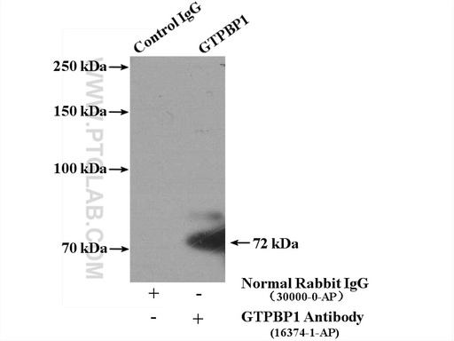 [16374-1-AP-20UL] GTPBP1 Polyclonal antibody