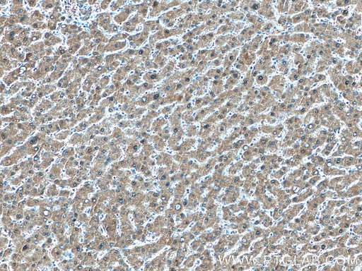 [16376-1-AP-20UL] GMPS Polyclonal antibody