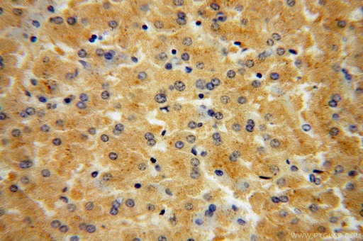 [16384-1-AP-150UL] CSNK1G1 Polyclonal antibody