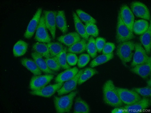 [16386-1-AP-20UL] RPL23A Polyclonal antibody