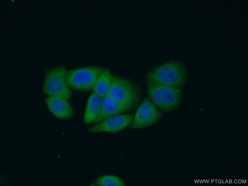 [16388-1-AP-20UL] RIN1 Polyclonal antibody