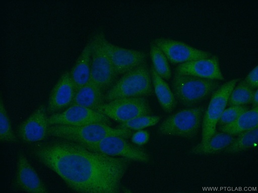 [16395-1-AP-20UL] MOCOS Polyclonal antibody