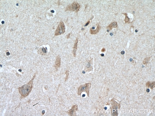 [16411-1-AP-20UL] CERCAM Polyclonal antibody