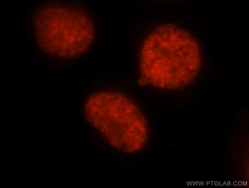 [16448-1-AP-20UL] DEK Polyclonal antibody