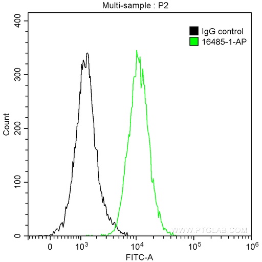 [16485-1-AP-20UL] CDC25C Polyclonal antibody