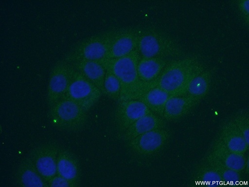 [16552-1-AP-150UL] SMPDL3B Polyclonal antibody