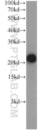 [16564-1-AP-20UL] TMEM11 Polyclonal antibody