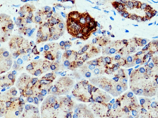 [16578-1-AP-20UL] CTSZ Polyclonal antibody