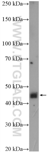 [16587-1-AP-150UL] NUPL2 Polyclonal antibody