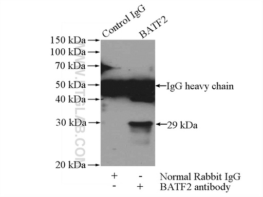 [16592-1-AP-150UL] BATF2 Polyclonal antibody